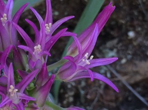 Allium_falcifolium