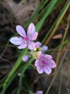 Allium_hyalinum