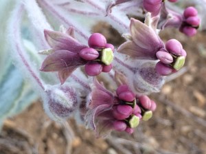 Asclepias_californica_1