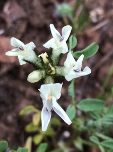 Astragalus_breweri