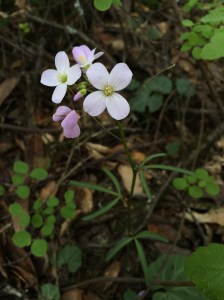 Cardamine_californica