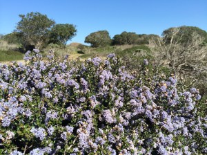 Ceanothus_rigidus