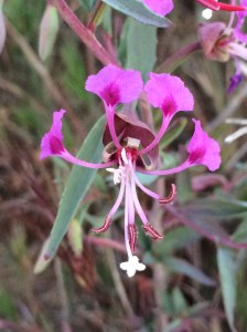 Clarkia_tembloriensis