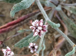 Eriogonum_angulosum_1