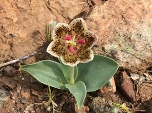 Fritillaria_purdyi_1