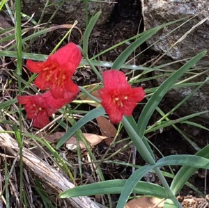 Fritillaria_recurva_2