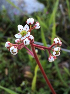 Micranthes_californica