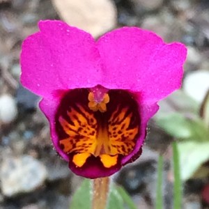 Mimulus_douglasii_1