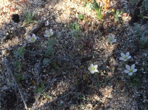 Minuartia_californica