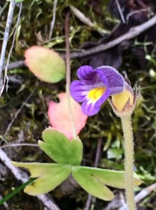 Orobanche_uniflora