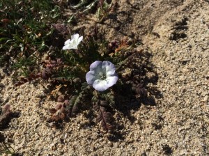 Phacelia_douglasii