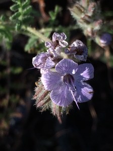 Phacelia_tanacetifolia