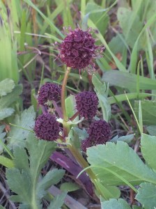 Sanicula_bipinnatifida