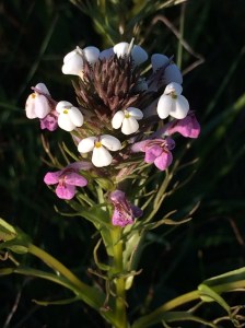 Triphysaria_versicolor_versicolor