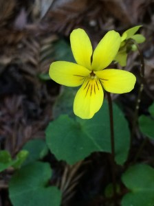 Viola_sempervirens