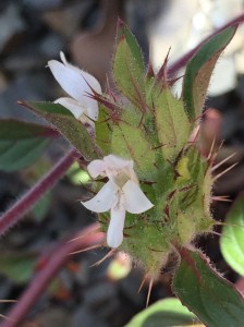 Acanthomintha_lanceolata