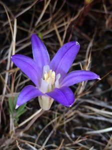 Brodiaea_terrestris