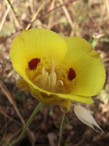 Calochortus_luteus