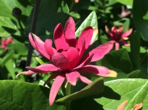 Calycanthus_occidentalis