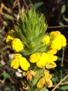 Castilleja_rubicundula