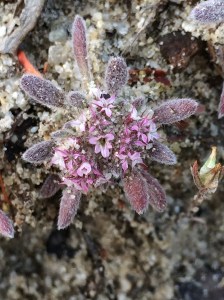 Chorizanthe_pungens_hartwegiana_1