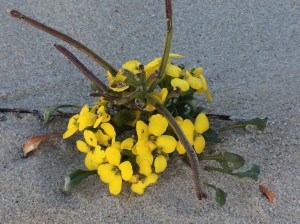 Erysimum_menziesii_2