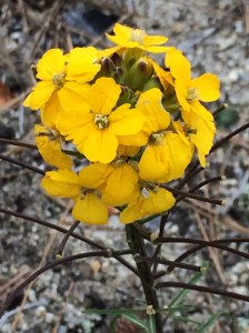 Erysimum_teretifolium_1