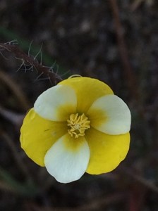 Hesperomecon_linearis