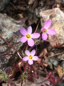 Leptosiphon_latisectus