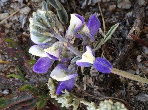 Lupinus_tidestromii_1