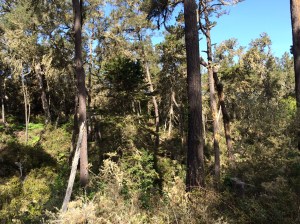 Monterey_pine_forest_1