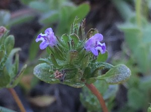 Pogogyne_serpylloides