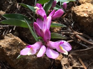 Polygala_californica