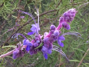 Trichlostema_lanatum