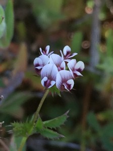 Trifolium_variegatum