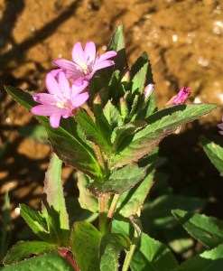 Epilobium_ciliatum_watsonii