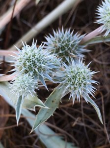Eryngium_armatum_1