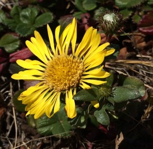 Grindelia_stricta_platyphylla