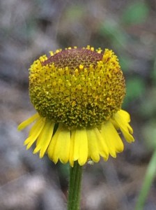 Helenium_puberulum