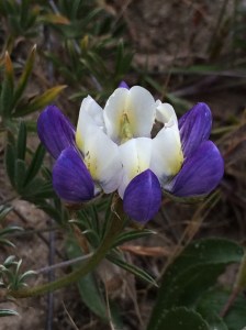 Lupinus_variicolor