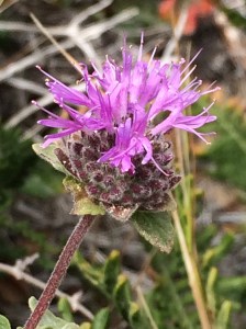 Monardella_villosa_franciscana