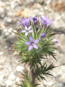 Navarretia_squarrosa