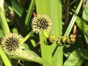 Sparganium_eurycapum_2