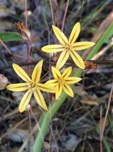 Triteleia_ixioides