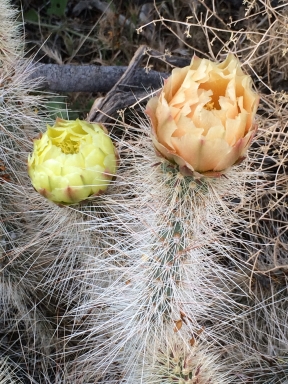 cactus_Opuntia_polyacantha