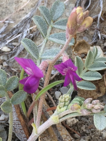 Astragalus_albens_2