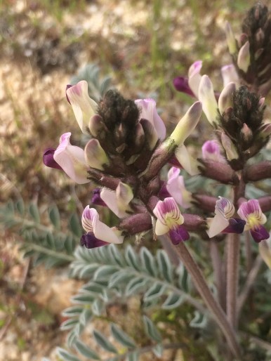 Astragalus_layneae