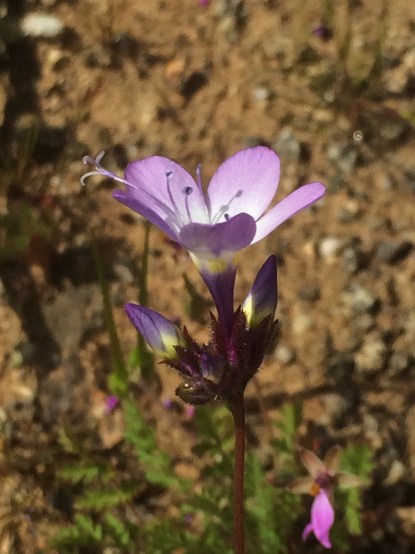 Gilia_brecciarum_neglecta