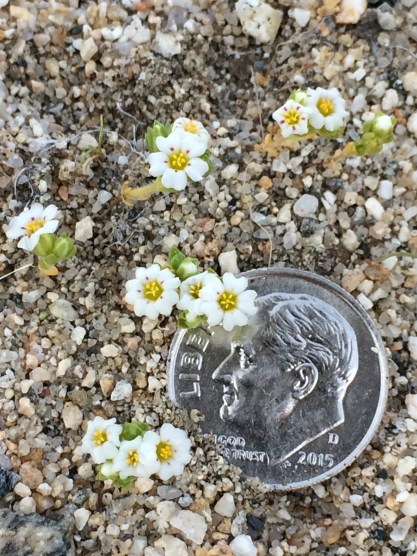 Linanthus_maculatus_3