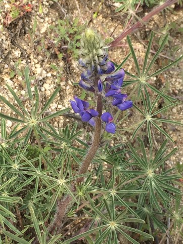 Lupinus_benthamii
